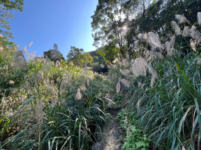 雙溪臨路農牧地,新北市雙溪區魚行段